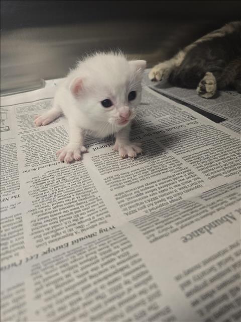 KITTEN 2, Baby Domestic Short Hair (medium coat), cat for adoption in Friendswood, Texas