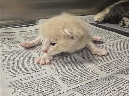 KITTEN 3, Baby Domestic Short Hair (medium coat), cat for adoption in Friendswood, Texas