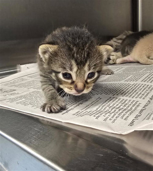 KITTEN 4, Baby Domestic Short Hair (medium coat), cat for adoption in Friendswood, Texas