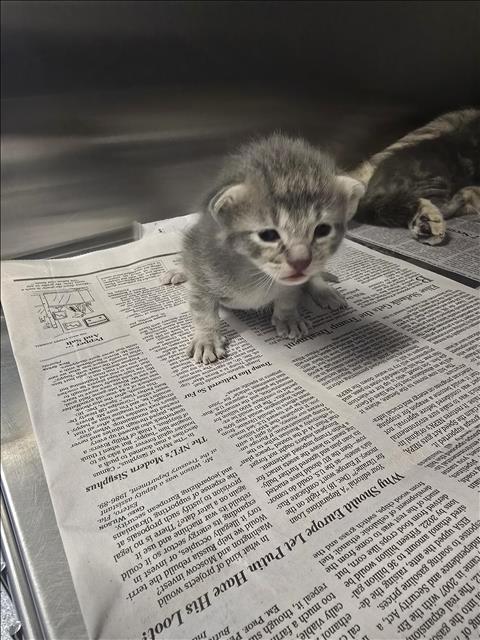 KITTEN 5, Baby Domestic Short Hair (medium coat), cat for adoption in Friendswood, Texas