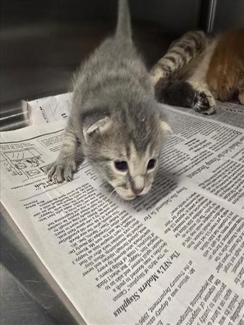 KITTEN 6, Baby Domestic Short Hair (medium coat), cat for adoption in Friendswood, Texas