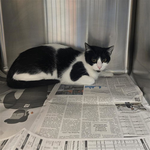 RITA, Young Domestic Short Hair (medium coat), cat for adoption in Friendswood, Texas