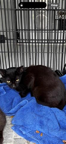 PETRIE, Young Bombay (medium coat), cat for adoption in Friendswood, Texas