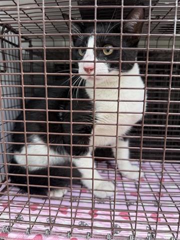 A654331, Young Domestic Short Hair (short coat), cat for adoption in Friendswood, Texas