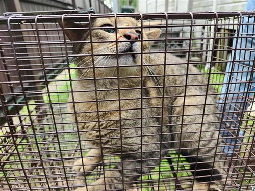 A654333, Adult Domestic Short Hair / Mixed (medium coat), cat for adoption in Friendswood, Texas