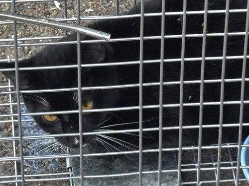 A654341, Young Domestic Short Hair (short coat), cat for adoption in Friendswood, Texas
