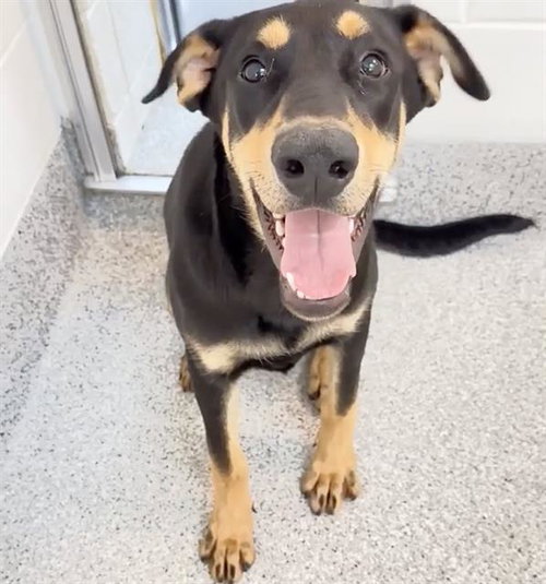 DANTE, an adoptable Doberman Pinscher in Houston, TX