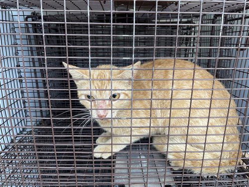 A654413, Adult Domestic Short Hair (short coat), cat for adoption in Friendswood, Texas