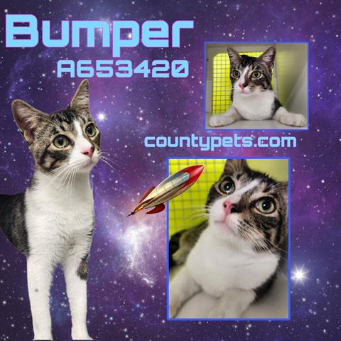 BUMPER, Young Domestic Short Hair (medium coat), cat for adoption in Friendswood, Texas