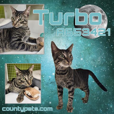 TURBO, Young Domestic Short Hair (medium coat), cat for adoption in Friendswood, Texas