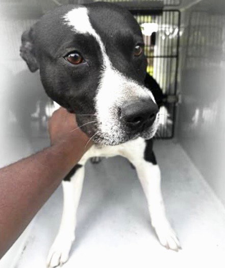 THOR, an adoptable Catahoula Leopard Dog in Houston, TX