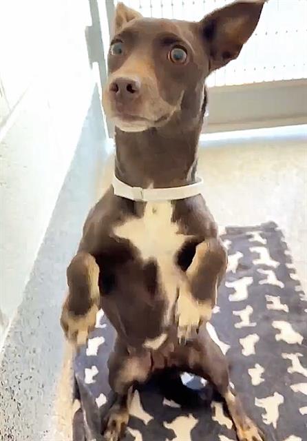 TILLY, an adoptable Dachshund in Houston, TX