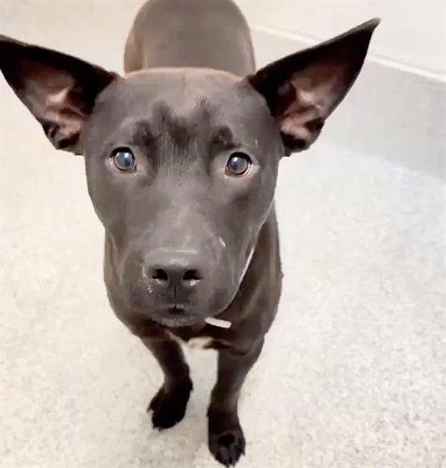 NIKO, an adoptable Labrador Retriever in Houston, TX