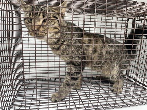 A654431, Adult Domestic Short Hair (short coat), cat for adoption in Friendswood, Texas