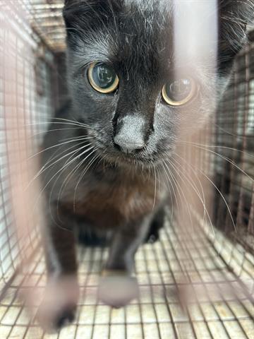 A654434, Adult Domestic Short Hair (medium coat), cat for adoption in Friendswood, Texas
