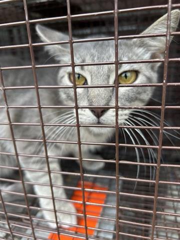 A654443, Adult Domestic Short Hair / Mixed (short coat), cat for adoption in Friendswood, Texas