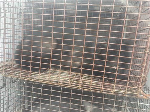 A654458, Young Domestic Short Hair (short coat), cat for adoption in Friendswood, Texas