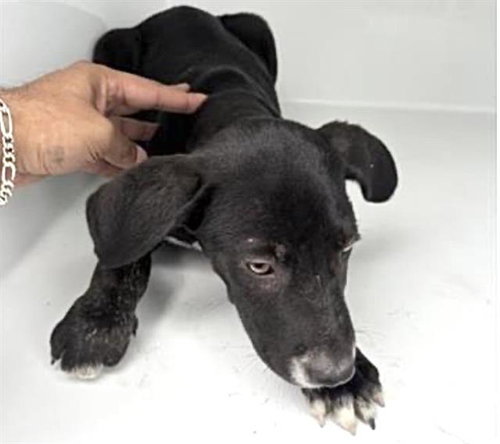 GHENGIS, an adoptable Belgian Shepherd Malinois in Houston, TX