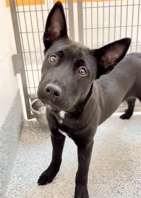 A654473, an adoptable Staffordshire Bull Terrier in Houston, TX
