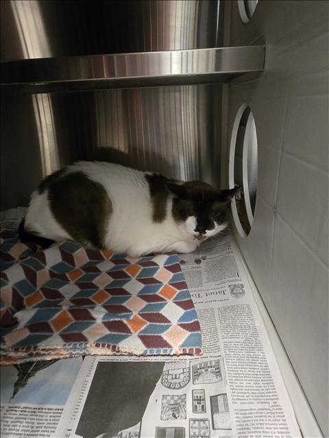 LOUIE, Senior Snowshoe (medium coat), cat for adoption in Friendswood, Texas