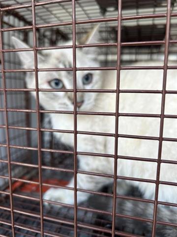 A654497, Young Domestic Short Hair / Mixed (short coat), cat for adoption in Friendswood, Texas