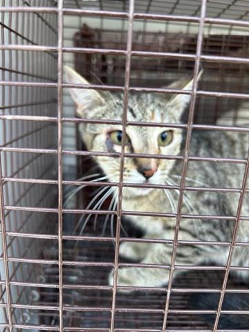 A654498, Young Domestic Short Hair / Mixed (short coat), cat for adoption in Friendswood, Texas