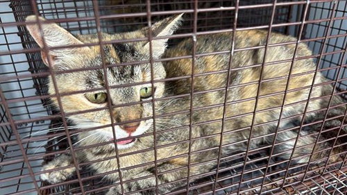HEATHER, Adult Domestic Short Hair (medium coat), cat for adoption in Friendswood, Texas