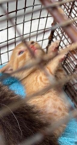 HENRY, Baby Domestic Short Hair (short coat), cat for adoption in Friendswood, Texas