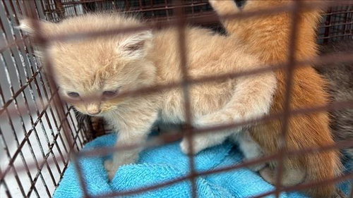 HARRY, Baby Domestic Short Hair (short coat), cat for adoption in Friendswood, Texas