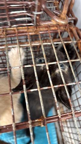HATTIE, Baby Domestic Short Hair (short coat), cat for adoption in Friendswood, Texas