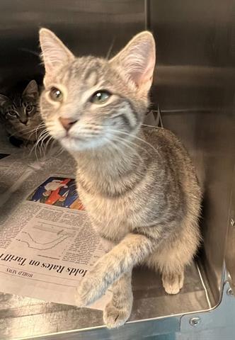 POPPY, Baby Domestic Short Hair (medium coat), cat for adoption in Friendswood, Texas