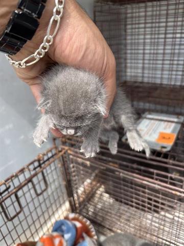 MARLOW, Baby Domestic Short Hair (short coat), cat for adoption in Friendswood, Texas