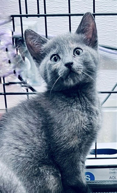 MARLOW, Baby Domestic Short Hair (short coat), cat for adoption in League City, Texas