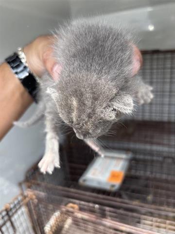 MAVERICK, Baby Domestic Short Hair (short coat), cat for adoption in Friendswood, Texas