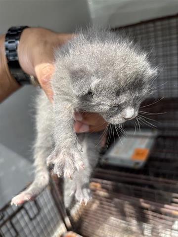 MINNESOTA, Baby Domestic Short Hair (short coat), cat for adoption in Friendswood, Texas