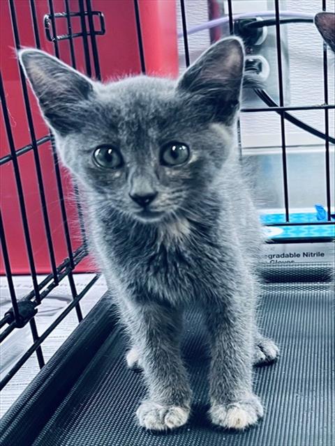 MINNESOTA, Baby Domestic Short Hair (short coat), cat for adoption in League City, Texas