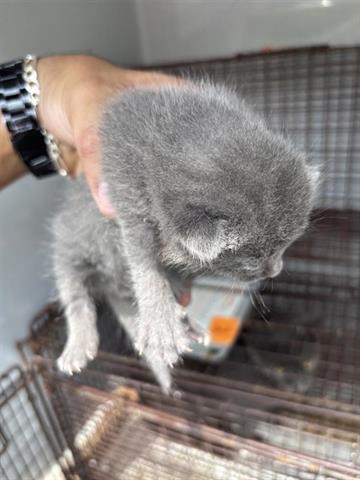 MICKEY, Baby Domestic Short Hair (short coat), cat for adoption in Friendswood, Texas