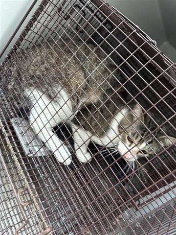 A654547, Adult Domestic Short Hair (short coat), cat for adoption in Friendswood, Texas
