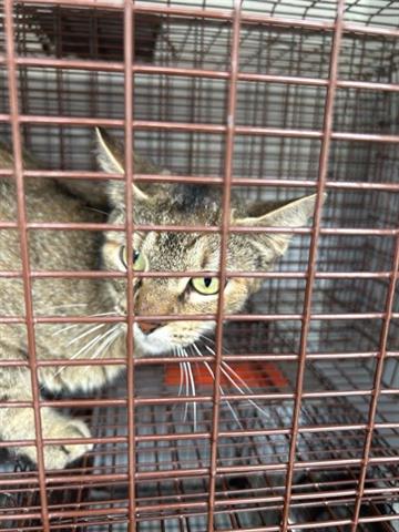 A654209, Young Domestic Short Hair / Mixed (medium coat), cat for adoption in Friendswood, Texas