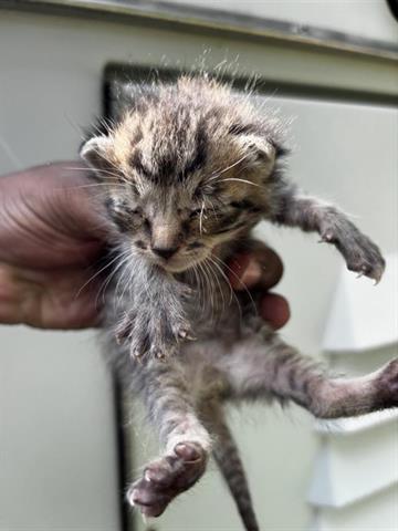 A654564, Baby Domestic Short Hair (short coat), cat for adoption in Friendswood, Texas