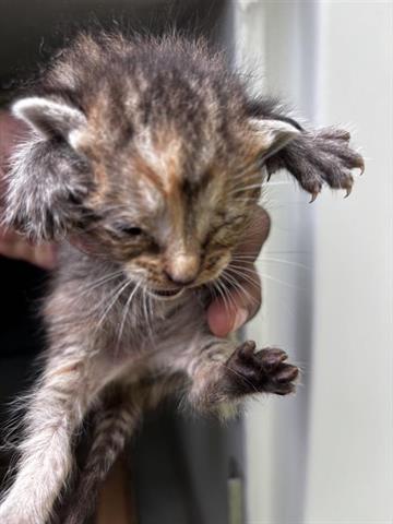 A654566, Baby Domestic Short Hair (short coat), cat for adoption in Friendswood, Texas