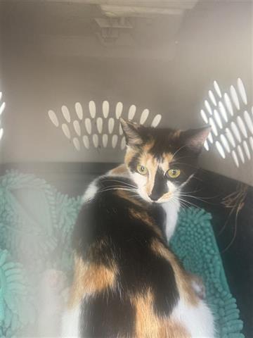 GENEVIEVE, Young Domestic Short Hair (short coat), cat for adoption in Friendswood, Texas