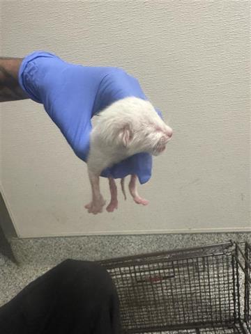 A654576, Baby Domestic Short Hair (short coat), cat for adoption in Friendswood, Texas