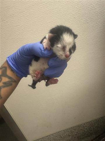 A654577, Baby Domestic Short Hair (short coat), cat for adoption in Friendswood, Texas