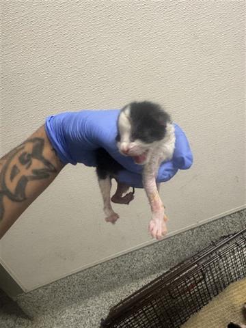 A654579, Baby Domestic Short Hair (medium coat), cat for adoption in Friendswood, Texas
