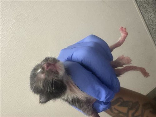 A654581, Baby Domestic Short Hair (short coat), cat for adoption in Friendswood, Texas