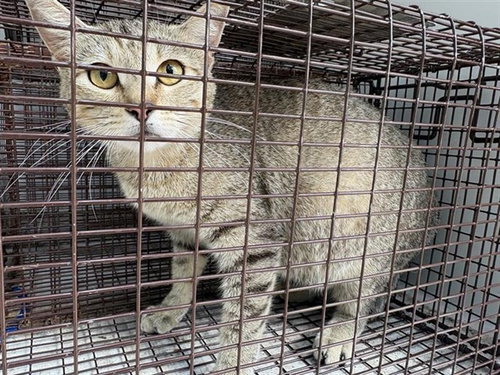 A654556, Young Domestic Short Hair (short coat), cat for adoption in Friendswood, Texas