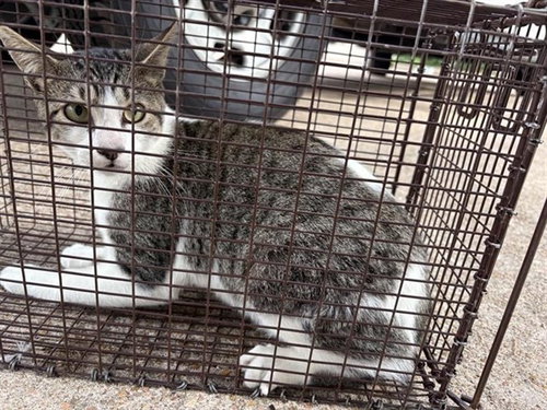A654557, Adult Domestic Short Hair (short coat), cat for adoption in Friendswood, Texas