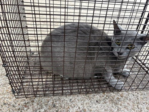 A654558, Adult Domestic Short Hair (short coat), cat for adoption in Friendswood, Texas