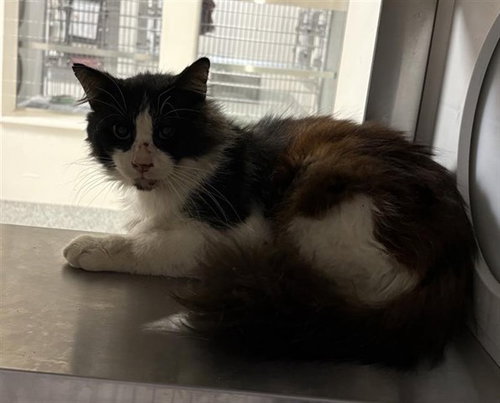 A654569, Adult Domestic Medium Hair (medium coat), cat for adoption in Friendswood, Texas